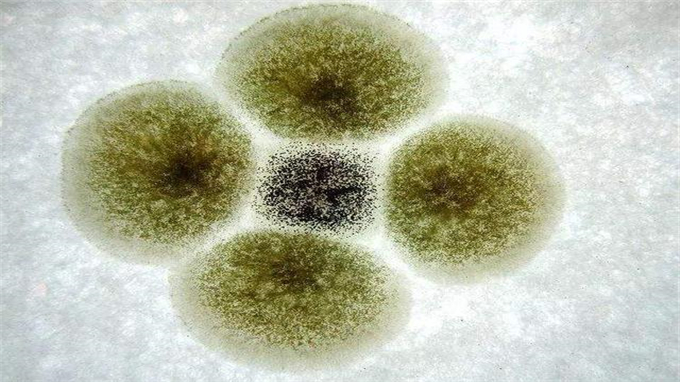 SCP基金会档案库：SCP-020“看不见的霉菌”图片